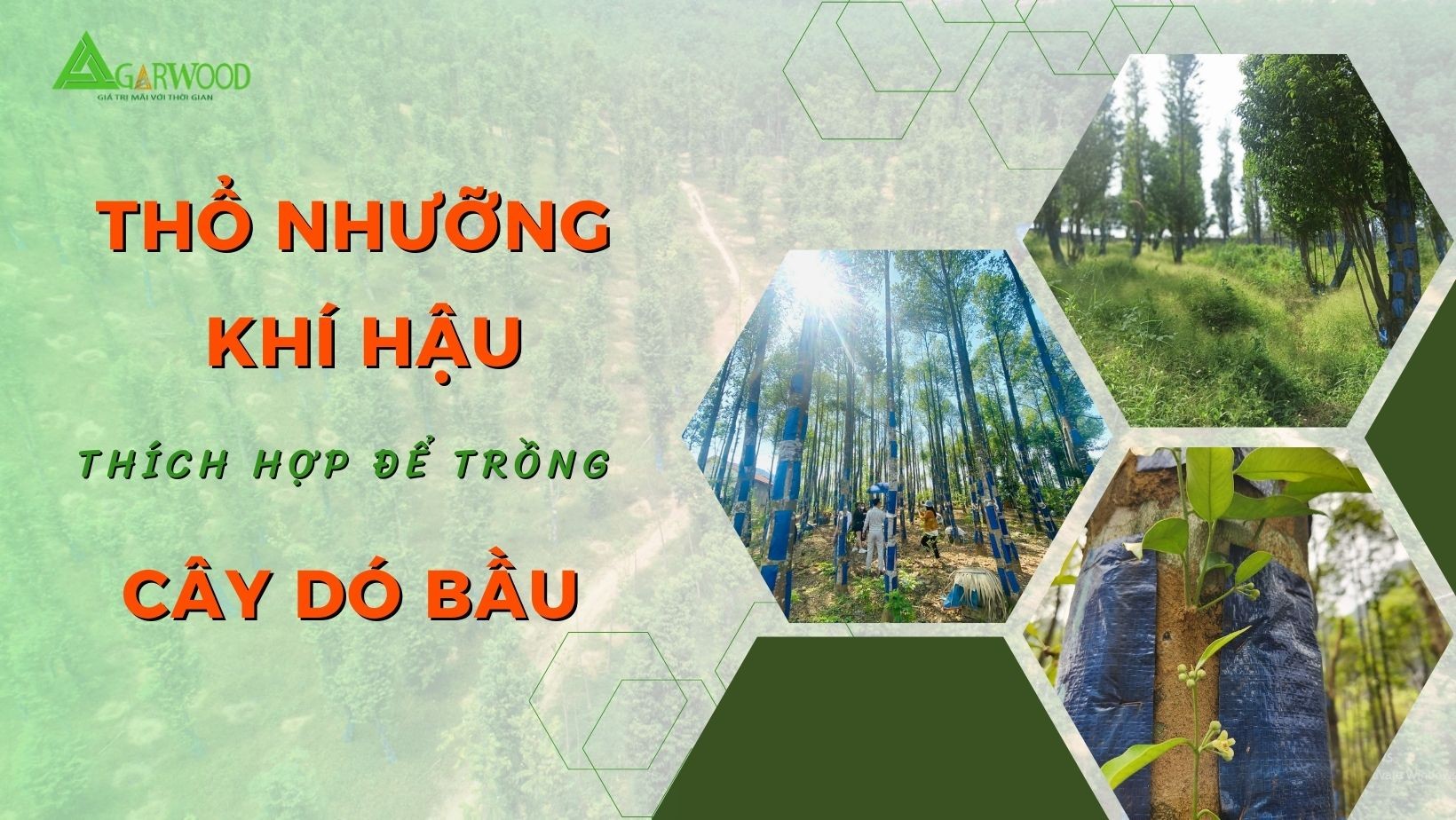Thổ nhưỡng và khí hậu thích hợp để trồng cây Dó Bầu